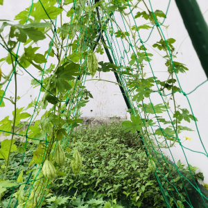 Lưới giàn dây leo