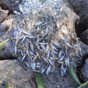 Lưới giăng cá lòng tong