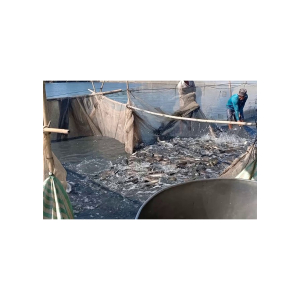 🐠 LƯỚI MÁNG – VÈO CÁ MÀU ĐEN THÁI LAN CAO CẤP - NHẬN GIA CÔNG THEO YÊU CẦU 