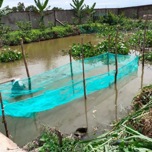 Lưới may vèo nuôi cá