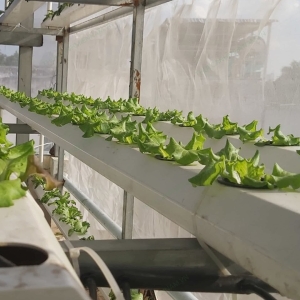 Lưới trồng rau, lưới che côn trùng