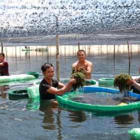 VÌ SAO NUÔI TRỒNG RONG NHO PHẢI CẦN ĐẾN LƯỚI CHE NẮNG?